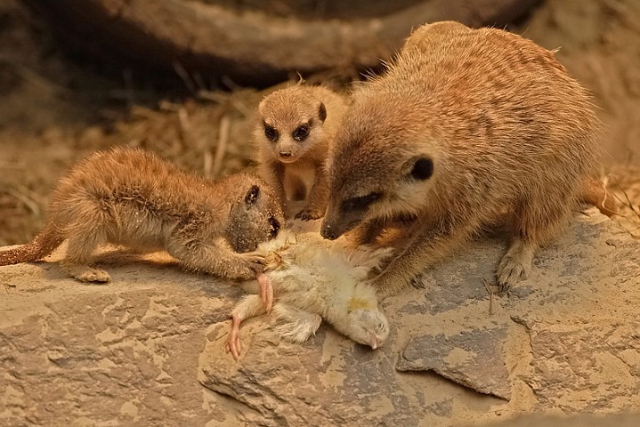 Erdmnnchen Zoo Kln